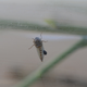 Image for article titled A Scientist Who Writes Comics About the Secrets of Insect Life